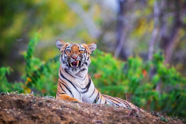 Tigre en la Reserva de Tigres Tadoba Andhari, en India.