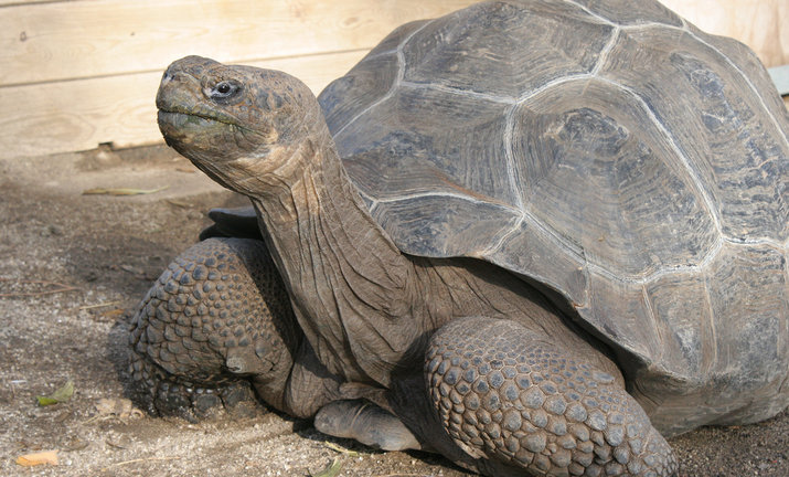 Tortuga africana en peligro de extinción