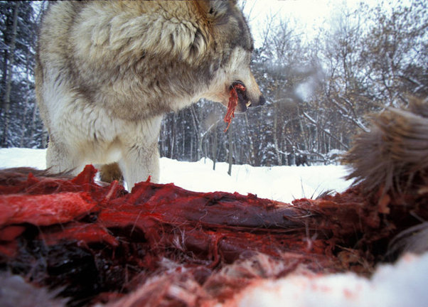 El Tribunal Superior de Justicia de Cantabria paraliza la caza al lobo