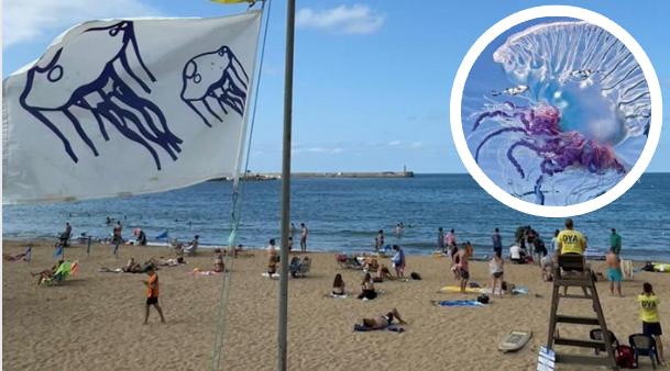 Se ha detectado un número elevado de medusas Carabela Portuguesa en las zonas de baño de Ostende, Solarium y Brazomar por lo que hemos procedido a colocar  bandera AMARILLA junto a la de aviso por medusas. Si vas a darte un baño ten precaución, advierte DYA Cantabria