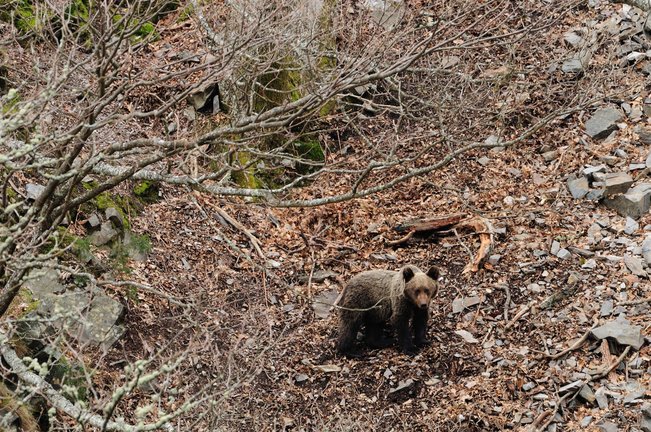 Un dispositivo de búsqueda trata de capturar al oso. / ALERTA