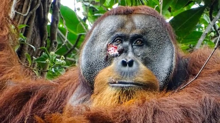 Rakus, un orangután de Sumatra, masticó una planta de liana conocida por sus propiedades medicinales y la aplicó en una desagradable herida abierta en su cara. Esta imagen fue tomada dos días antes de que aplicara la pasta.