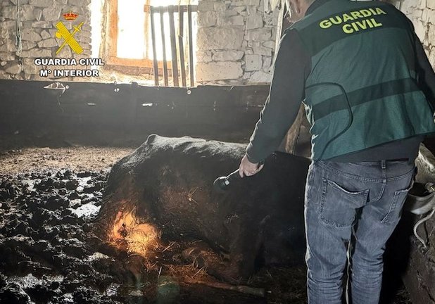 La Guardia Civil de Cantabria, ha procedido a instruir diligencias en calidad de investigado, a un varón, como presunto autor de un delito de maltrato animal, con el resultado de una vaca y un ternero muertos, hechos ocurridos en el término municipal de Tudanca.