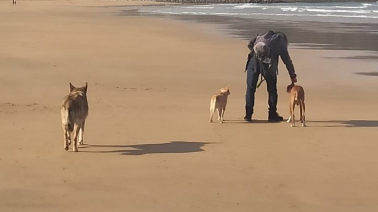 Perros en una playa. / Alerta