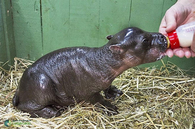 Fotografía de archivo de un bebe hipopótamo nacido en 2014. / Alerta