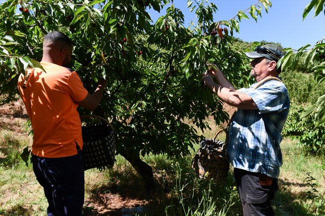 Varios agricultores durante la recolección de cerezas. Gustavo Valiente