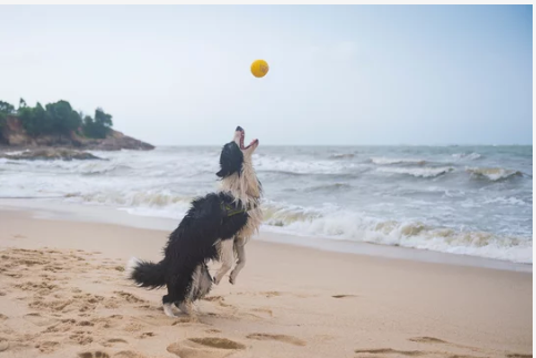Un perro juega con su pelota en una playa. / A.S.