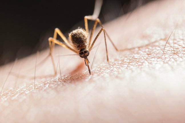 La principal fuente de transmisión del virus del Nilo occidental es la picadura del mosquito. / EP