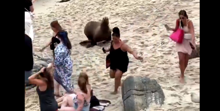 El vídeo viral que engañó a miles de bañistas en Comillas.