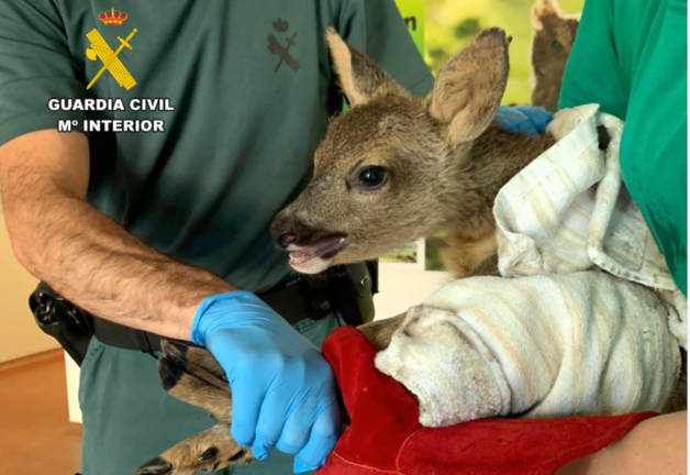El animal, de aproximadamente 2 meses de vida, fue recuperado en buen estado y entregado en el Centro de Recuperación de Fauna Salvaje del Gobierno de Cantabria.