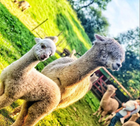 Las alpacas se han vuelto virales gracias a vídeos de TikTok. / Instagram A.C.