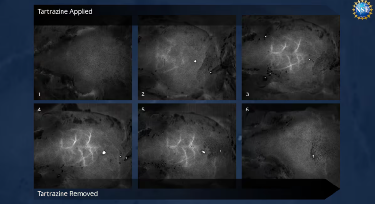 Los investigadores hicieron un impactante descubrimiento. / Stanford University