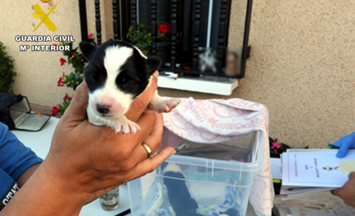 La Guardia Civil investiga a un varón que presuntamente abandonó a cuatro cachorros en un contenedor de basura.