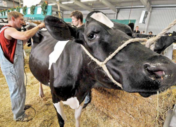 Varios ganaderos junto a una vaca. / a.e.