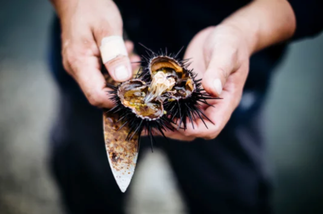 Un pescador abre un erizo de mar. / A.E.