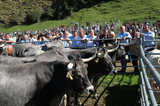 Los consejeros de Fomento, Vivienda, Ordenación del Territorio y Medio Ambiente, Roberto Media, y de Desarrollo Rural, Ganadería, Pesca y Alimentación, María Jesús Susinos, asisten a la LIII Feria exposición de ganado de San Miguel. / Raúl Lucio