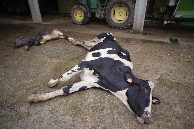 (Foto de ARCHIVO)
Una vaca muerta en una ganadería de lácteo en la parroquia de Piñeiro, a 14 de noviembre de 2023, en Xermade, Lugo, Galicia (España). Son 18 comarcas veterinarias las afectadas por algún brote de Enfermedad Hemorrágica Epizoótica (EHE), la cual ha dejado ya 76 vacas muertas en la comunidad, con un total de 18 focos detectados hasta la fecha.

Carlos Castro / Europa Press
14 NOVIEMBRE 2023;XERMADE;LUGO;GALICIA;ENFERMEDAD HERMORRÁGICA EPIZOÓTICA;VACAS
14/11/2023