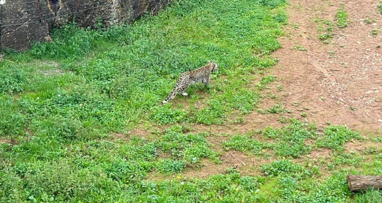 Leopardo persa en el Parque de Cabárceno. / A.E.