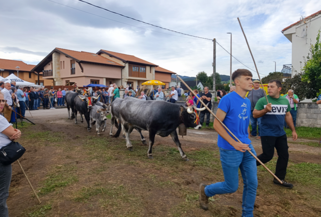 Varios ganaderos durante la pasá en Cabezón de la Sal. / SAJA