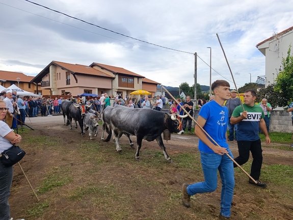 Olimpiada del Tudanco 2024. /A. del Saja