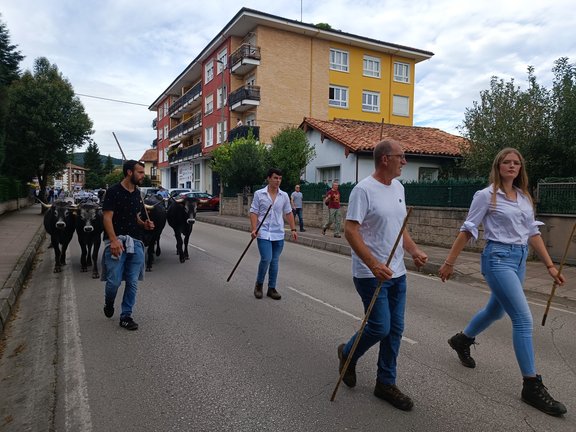 Ganaderos conduciendo sus reses en la Olimpiada del Tudanco 2024. / Alerta