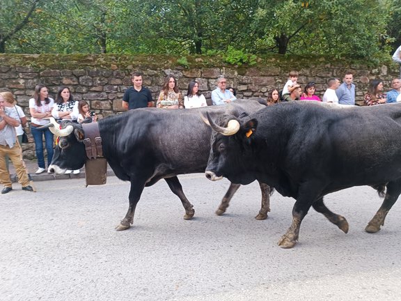 Carmona acoge su 'pasá' de ganado tudanco. / A. del Saja